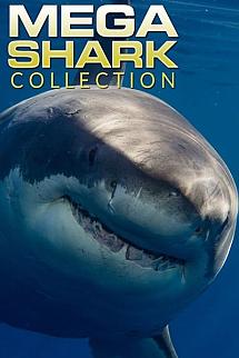 Mega Shark Serisi