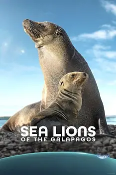 Galapagos'un Denizaslanları